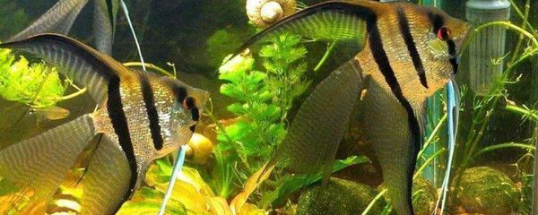 印尼金龍魚能與神仙混養嗎（印尼金龍魚與神仙魚可以混養嗎？）