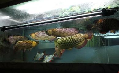龍魚的生存環(huán)境要求有哪些：龍魚的生存環(huán)境要求