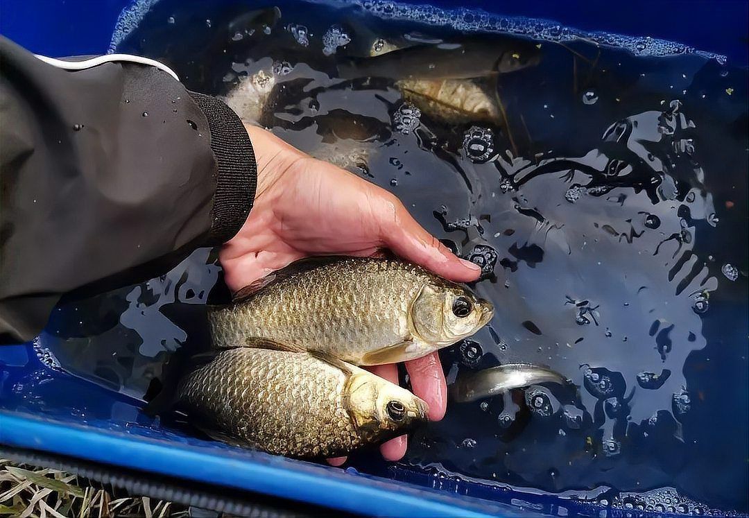 老魚匠最建議買三樣