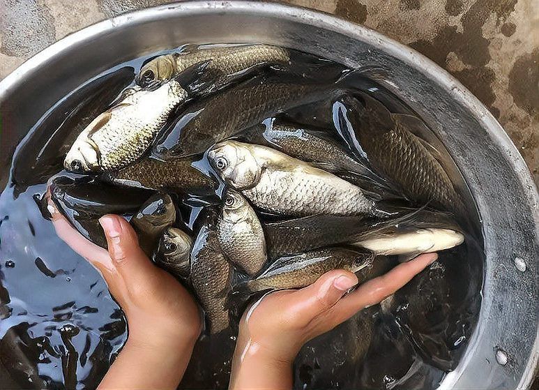老魚匠最建議買三樣