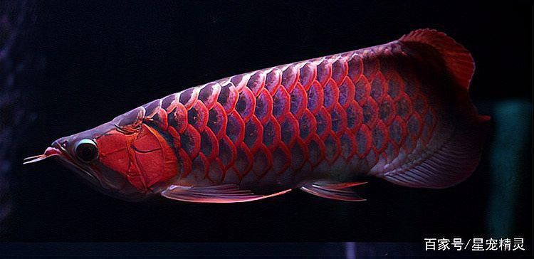 如何判斷藍底紅龍魚是否純種？