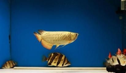 紅龍魚為什么是金色？：紅龍魚為什么是金色的，