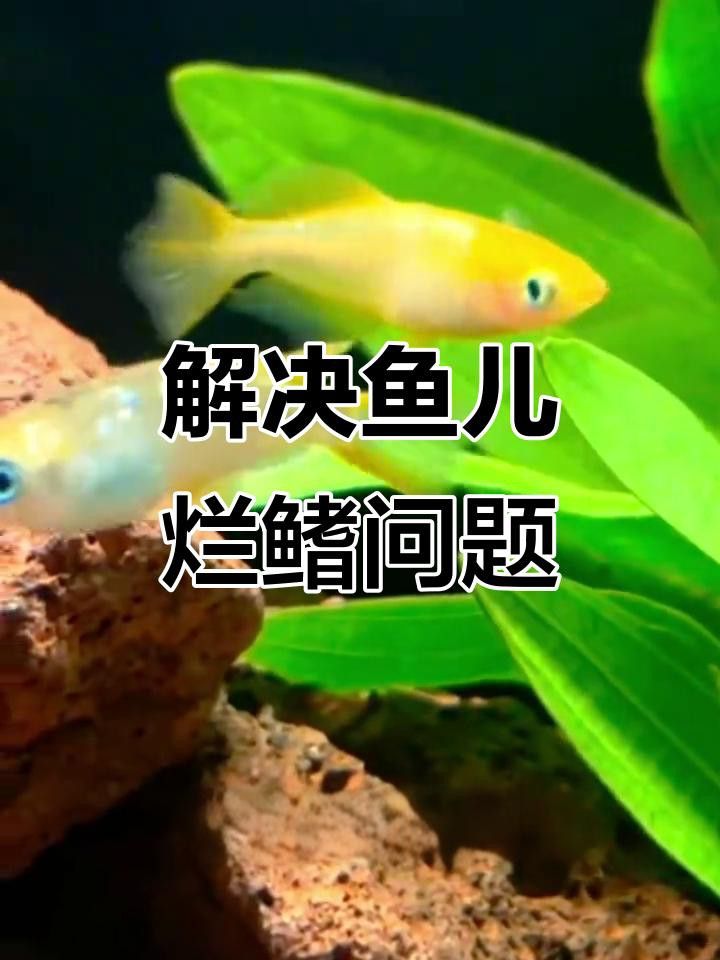 龍魚爛鰭后如何快速恢復？