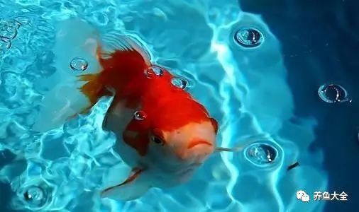 龍魚內(nèi)寄和外寄表現(xiàn)