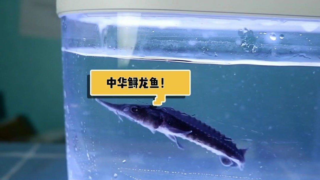 龍魚開箱：\"龍魚開箱\"的詳細(xì)解答