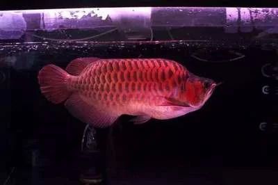 龍魚燈一天開多長時間合適，開燈時間控制在適當的范圍內：龍魚燈一天開多長時間合適呢？