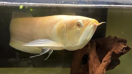 龍魚(yú)最適合溫度是幾度：龍魚(yú)水溫過(guò)高處理方法