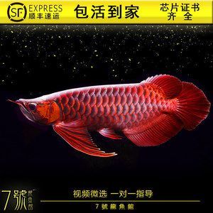 純血龍魚價格走勢圖表（純血龍魚價格走勢圖表血紅龍魚價格及圖片大全）