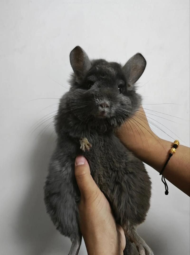 龍貓的哪個顏色最稀有？