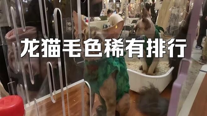 龍貓的哪個顏色最稀有？