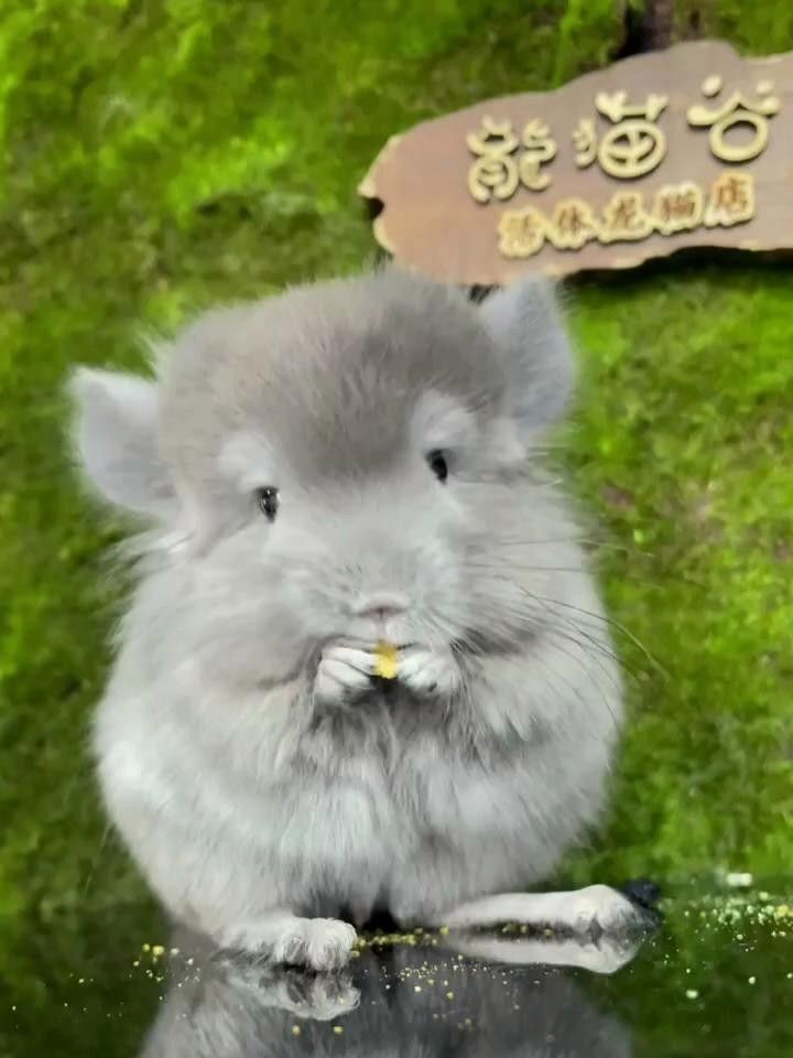 龍貓的哪個顏色最稀有？