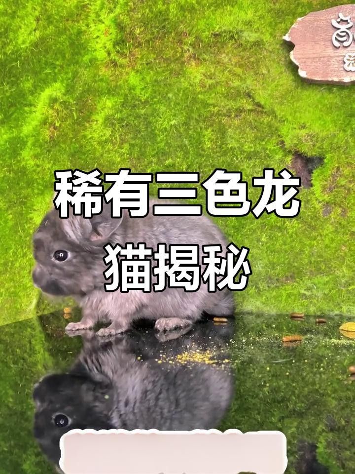 龍貓的哪個顏色最稀有？