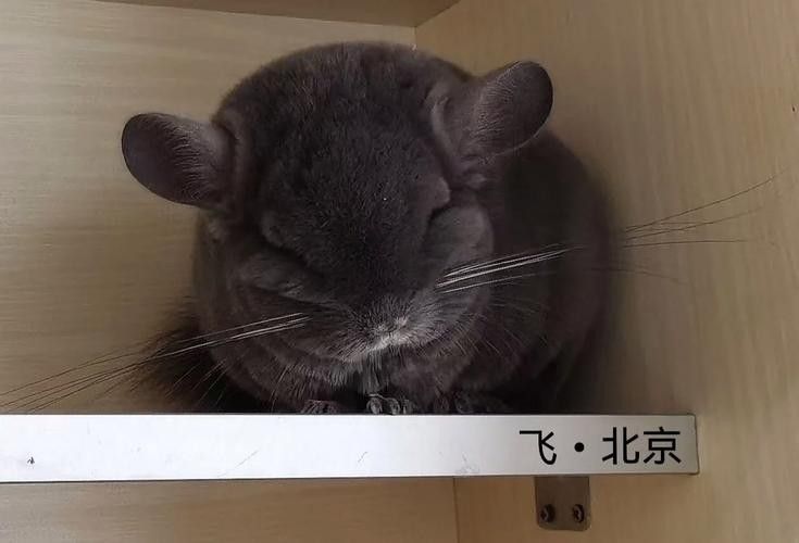 龍貓的哪個顏色最稀有？