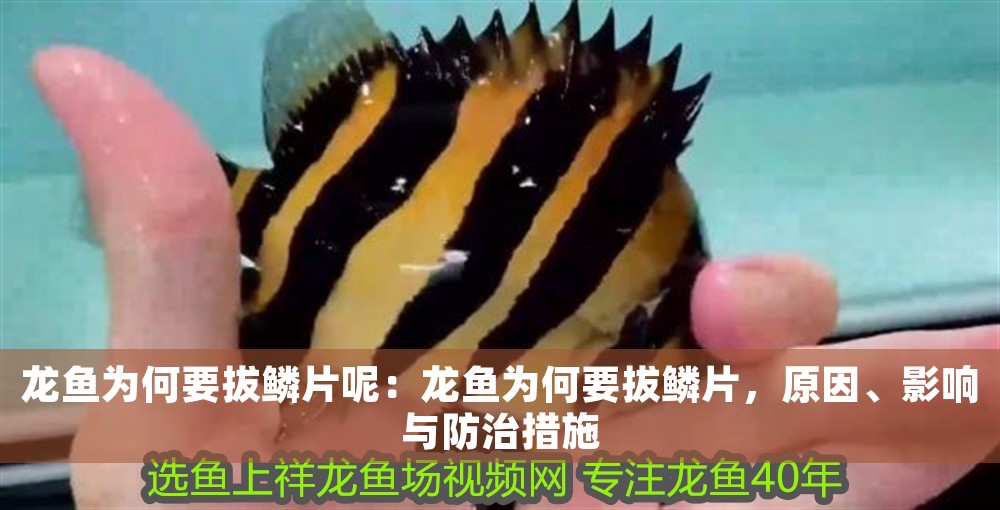 龍魚為何要拔鱗片呢：龍魚為何要拔鱗片，原因、影響與防治措施
