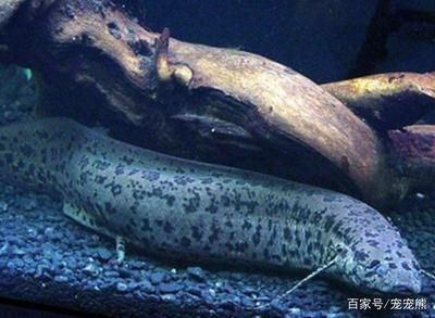 恐龍魚(yú)死亡征兆（恐龍魚(yú)死亡前的一些征兆）