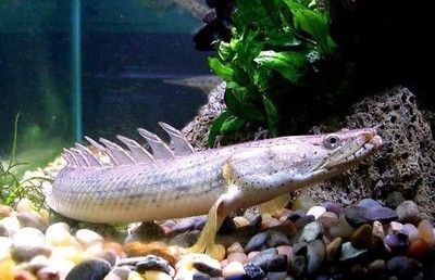 恐龍魚(yú)死亡征兆（恐龍魚(yú)死亡前的一些征兆）