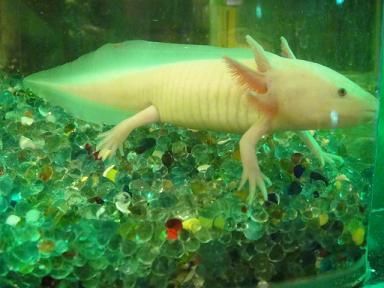 恐龍魚(yú)死亡征兆（恐龍魚(yú)死亡前的一些征兆）