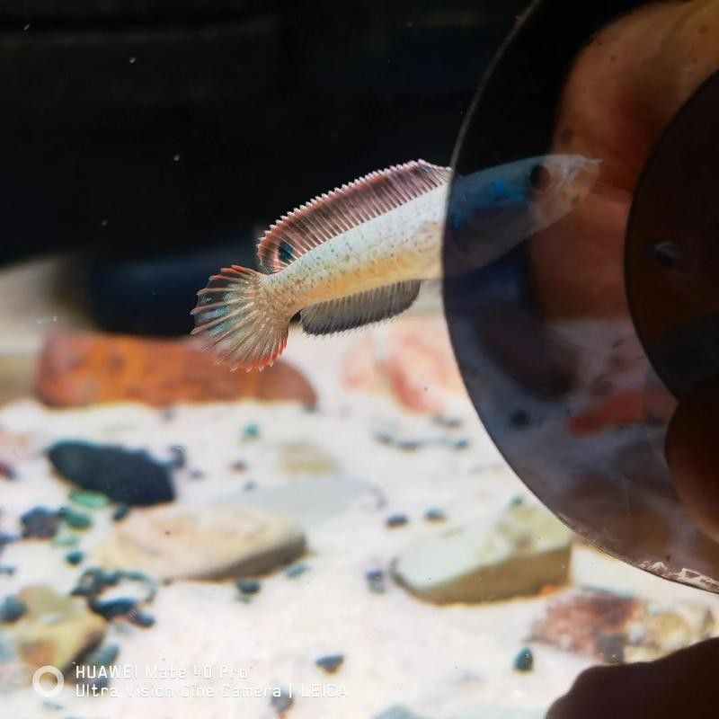 黃嘴幻藍雷龍魚苗