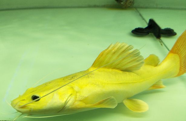 招財貓魚的日常飲食搭配：招財貓魚的日常飲食搭配是其健康和成長的關鍵