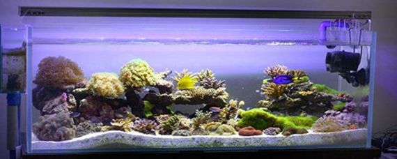 黑缸養龍魚是什么意思：黑缸養龍魚什么意思黑缸養龍魚什么意思