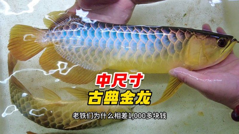 藍(lán)底過(guò)背金龍和紫底金龍哪個(gè)更好養(yǎng)？