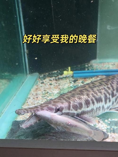 火箭魚和龍魚混養