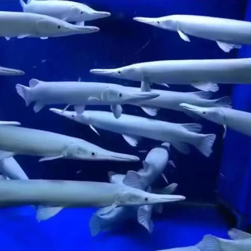 火箭魚和龍魚混養