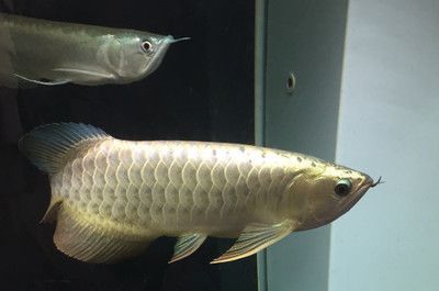 龍魚用什么燈不掉眼睛：養(yǎng)殖龍魚用什么燈不掉眼睛