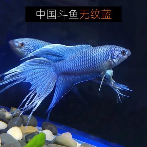 游龍魚是海魚嗎圖片