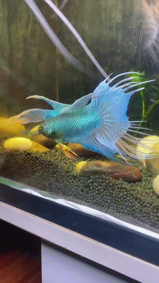 游龍魚是海魚嗎圖片