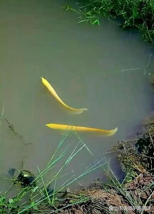 游龍魚是海魚嗎圖片