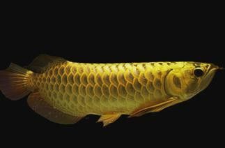 游龍魚是海魚嗎圖片