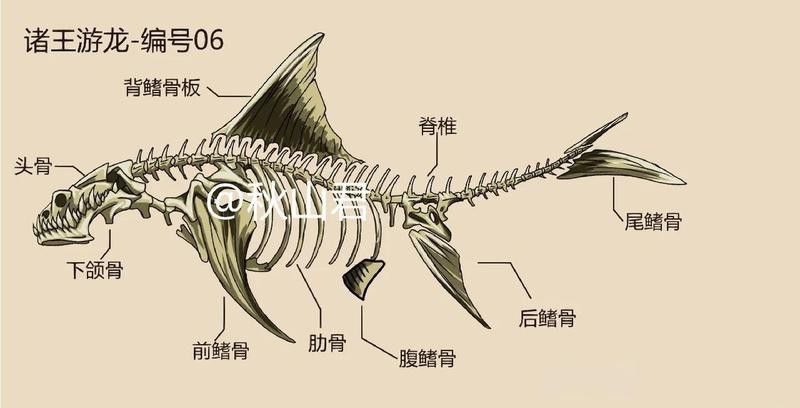 游龍魚是海魚嗎圖片