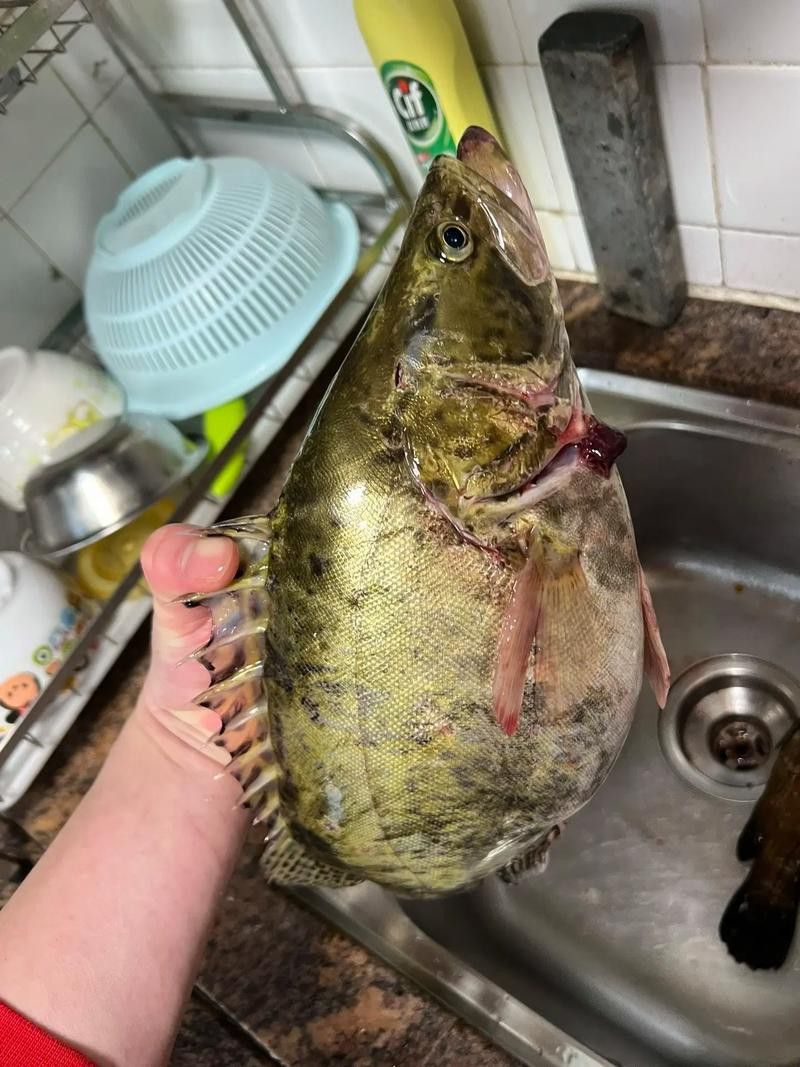 游龍魚是海魚嗎圖片