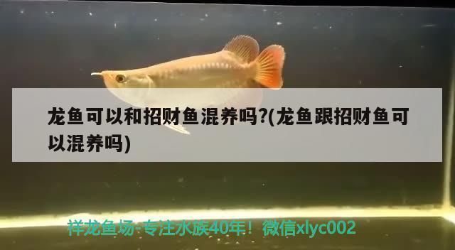 龍魚可以和發財魚一起養嗎：龍魚和招財魚可以一起養但需要注意一些細節以下細節