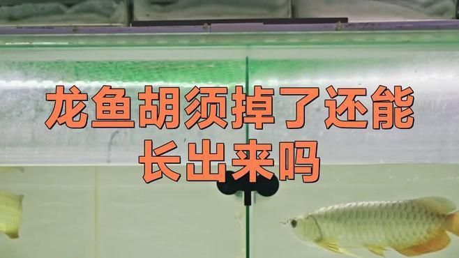 龍魚打架后多久會(huì)恢復(fù)