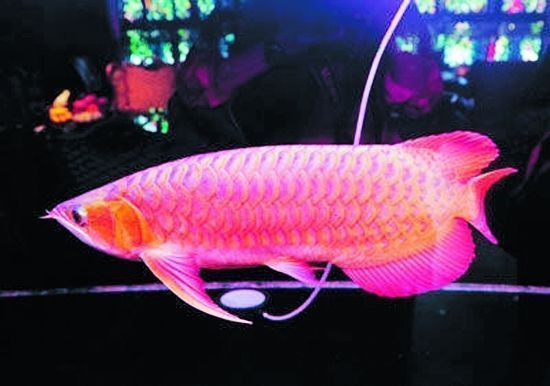 薩德斯塔紅龍魚多少錢一條：薩德斯塔紅龍魚多少錢一條紅龍魚多少錢一條紅龍魚的價(jià)格