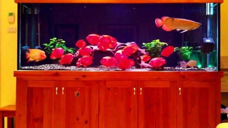 鴨嘴鯊能和金龍魚一起養嗎圖片視頻