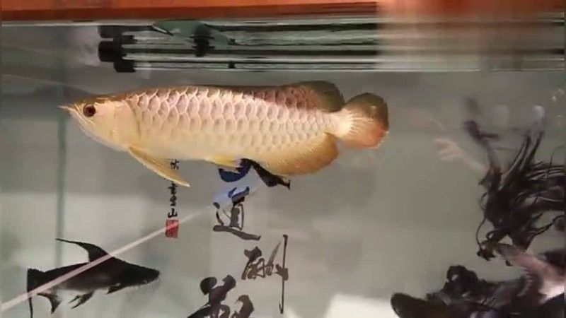 鴨嘴鯊能和金龍魚一起養嗎圖片視頻