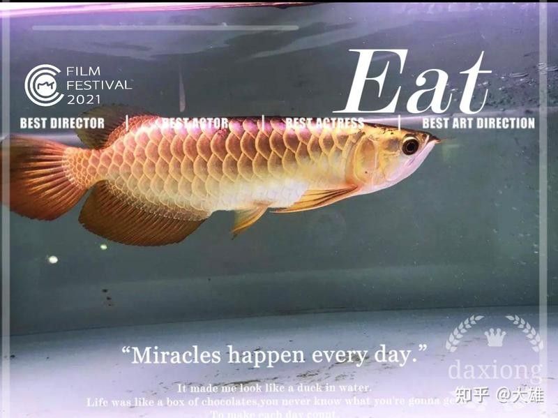 鴨嘴鯊能和金龍魚一起養嗎圖片視頻