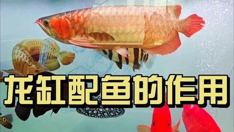 鴨嘴鯊能和金龍魚一起養嗎圖片視頻
