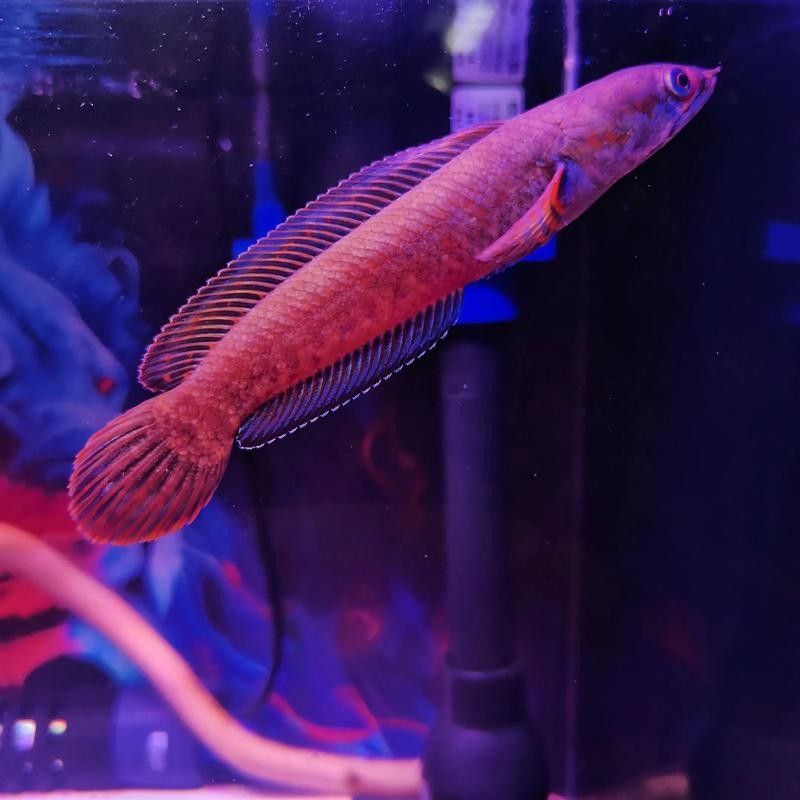 雷龍魚能和紅龍魚混養嗎圖片