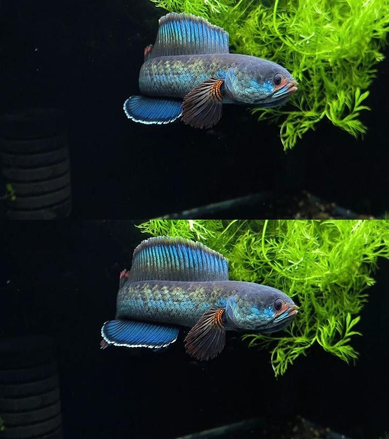 雷龍魚能和紅龍魚混養嗎圖片