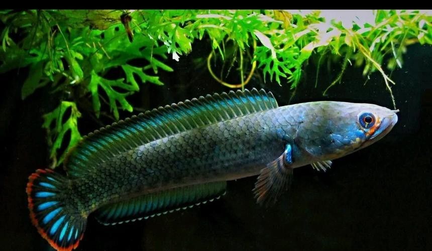 雷龍魚能和紅龍魚混養嗎圖片