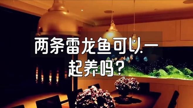 雷龍魚能和紅龍魚混養嗎圖片