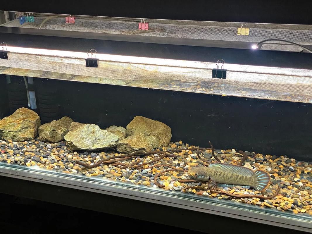 雷龍魚能和紅龍魚混養嗎圖片