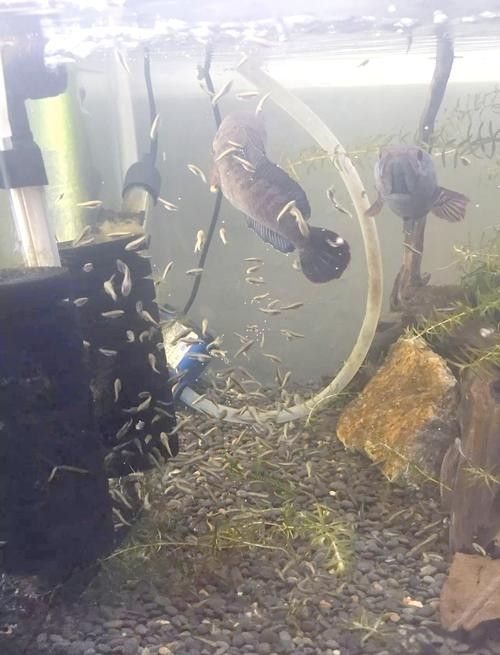 雷龍魚能和紅龍魚混養嗎圖片