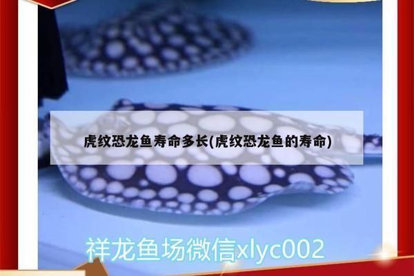 虎紋恐龍魚的壽命有多長，虎紋恐龍魚的壽命是多少年虎紋恐龍魚最佳飼養條件 虎紋恐龍魚的壽命有多長，虎紋恐龍魚的壽命是多少年虎紋恐龍魚最佳飼養條件 龍魚百科 第3張