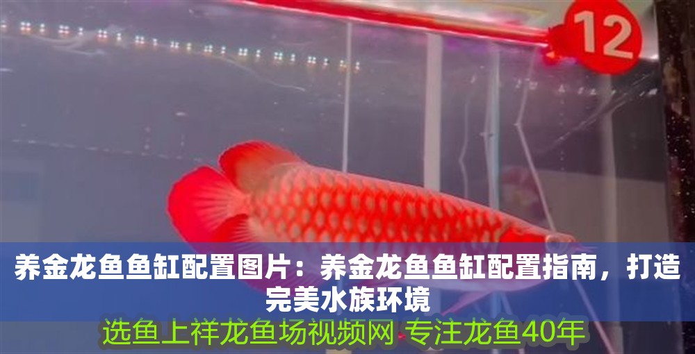 養(yǎng)金龍魚魚缸配置圖片：養(yǎng)金龍魚魚缸配置指南，打造完美水族環(huán)境