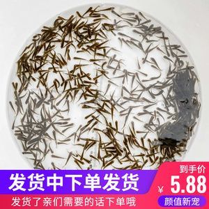 龍魚喂什么魚苗好吃：關于龍魚喂養的建議